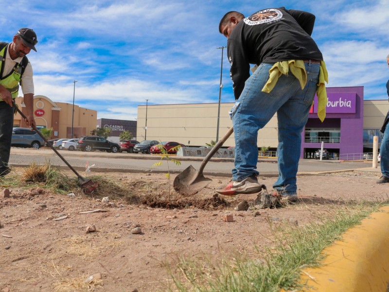 Impulsan programas de reforestacion en Cajeme