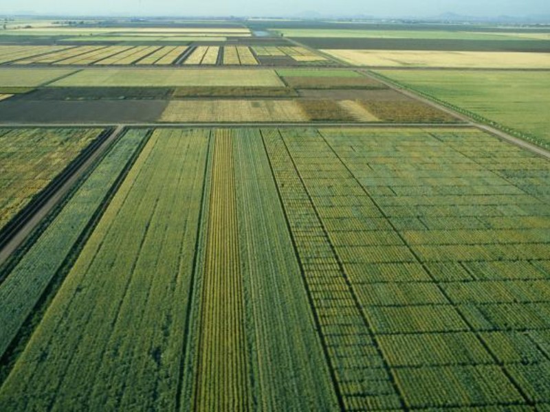 Impulsan tecnificación histórica en los valles del Yaqui y del Mayo