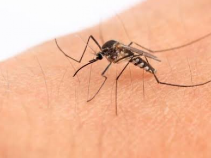 IMSS emite recomendaciones para prevenir paludismo