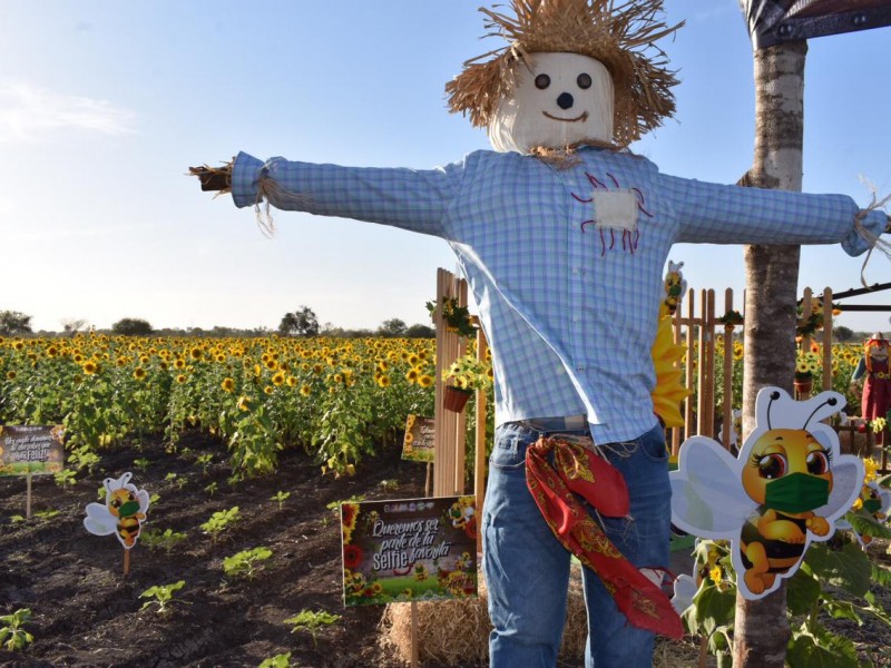 Inauguran Campo de Girasoles en Mocorito