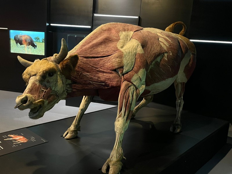 Inauguran nuevo safari de ciencias en Parque Explora