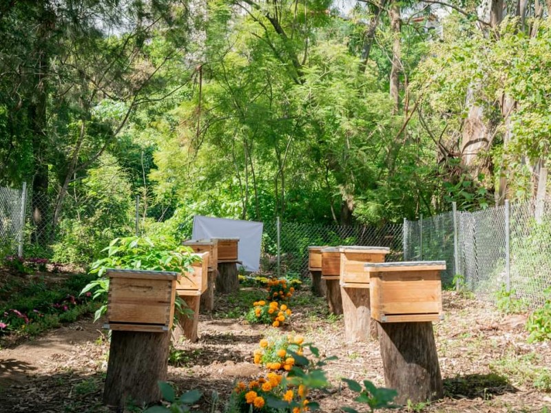 Inauguran primer santuario de abejas en Nayarit