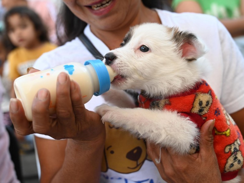 Inauguran refugio animal en Zamora, realizarán esterilizaciones