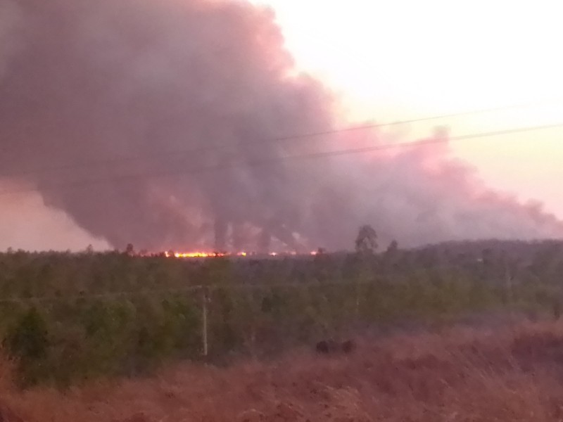 Incendio consume 300 hectáreas de tules en Petatlán