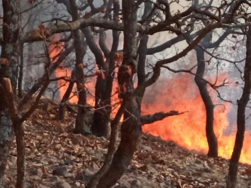 Incendio devora 500 hectáreas en Moyahua