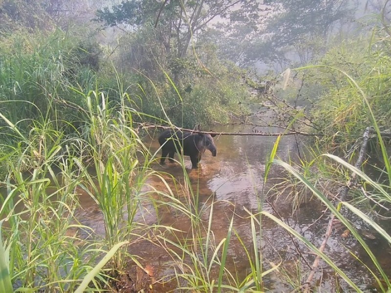 Incendio en la Biosfera del Triunfo liquidado en 80%