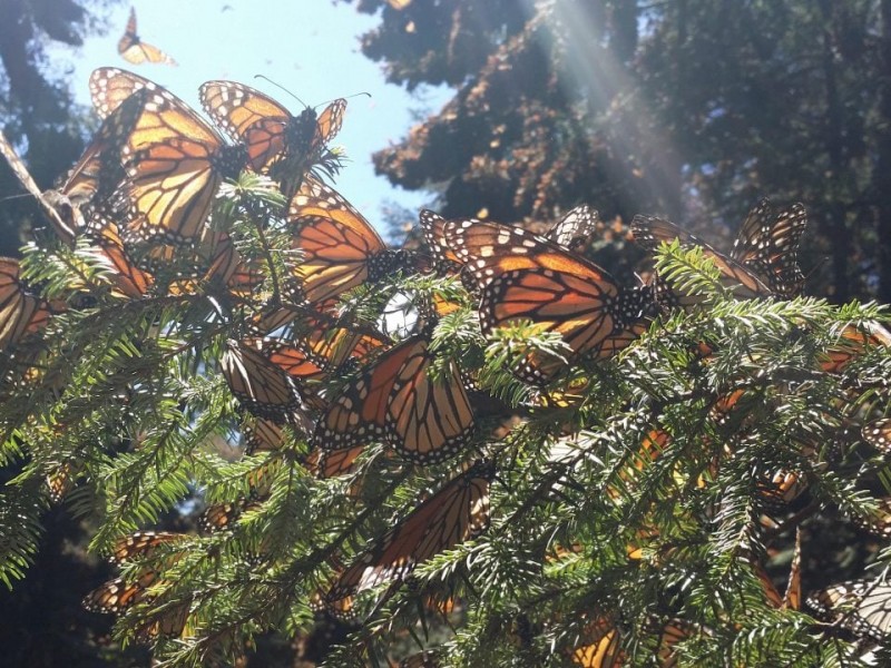 Incendio en la zona de la mariposa monarca en Michoacán
