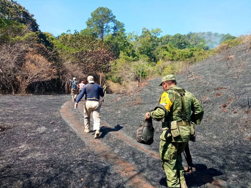 Incendio en sierra de Petatlán afecta 153 hectáreas boscosas