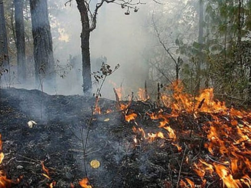 Incendio en sierra de Petatlán consume 200 hectáreas