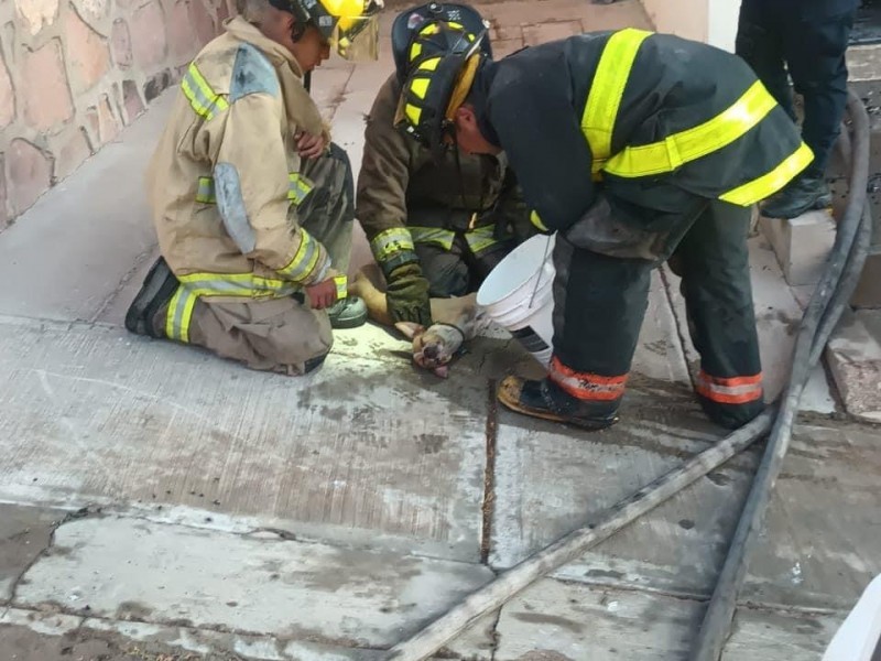 Incendio en Zacatecas deja víctimas y mascota fallecida