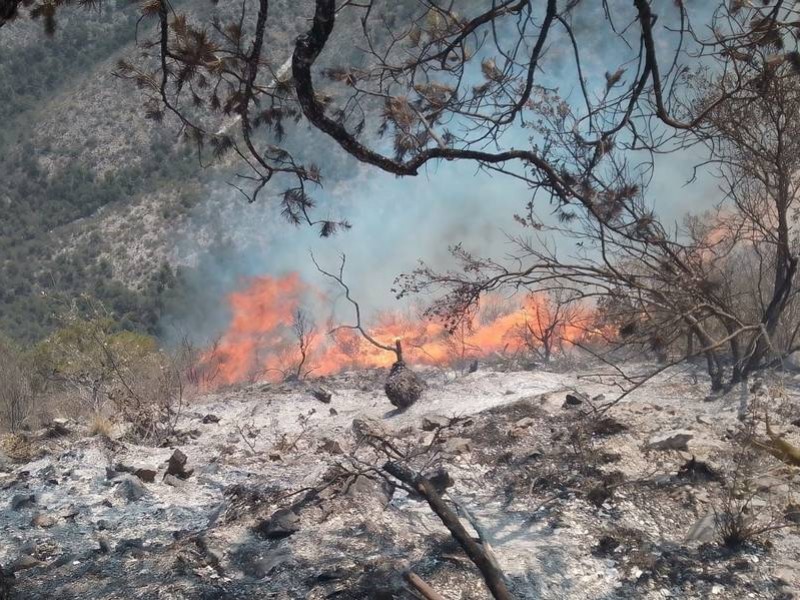Incendio forestal arrasa con 170 hectáreas en Ramos Arizpe