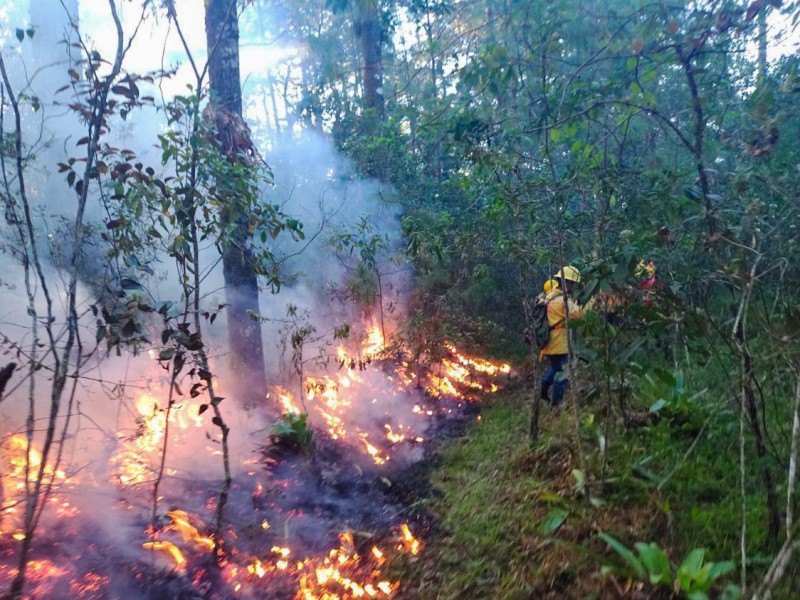 Incendio forestal consume por cuarto día zonas de los Chimalapas