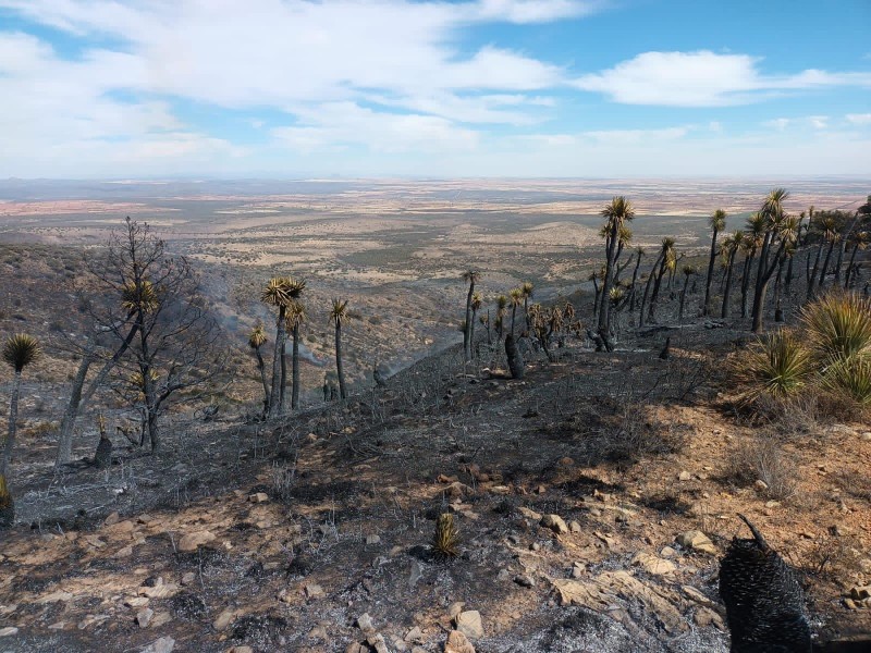 Incendio forestal destruye más de 100 hectáreas en Zacatecas