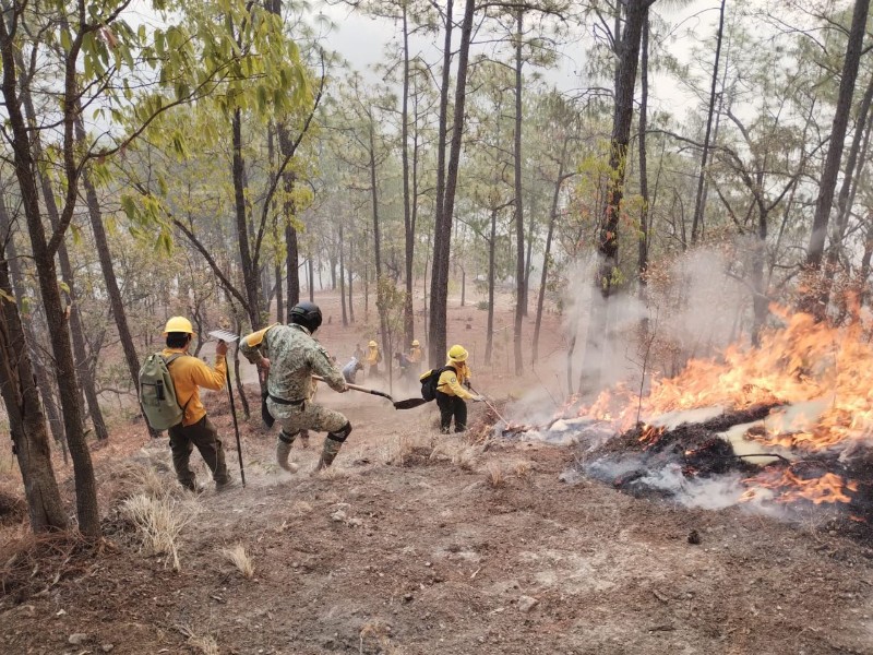 Incendio forestal en Concordia está controlado; Continúa el de Badiraguato