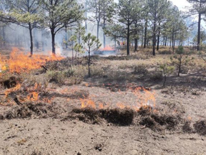 Incendio forestal en Tepehuanes arrasa 1,600 hectáreas