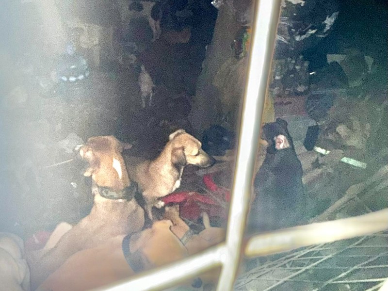 Incendio registrado en Peñita de Jaltemba deja varios animales muertos