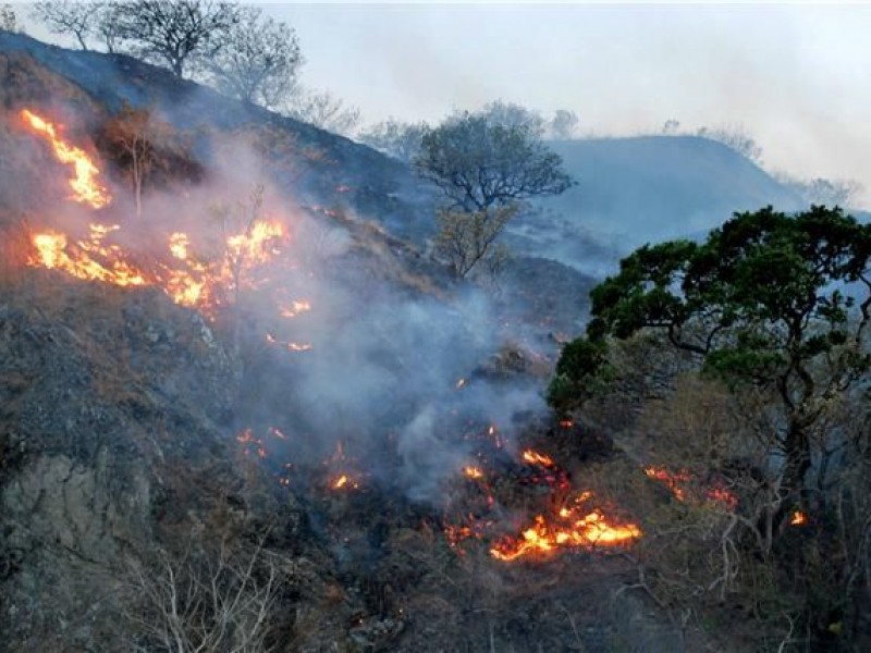 Incendios arrasaron 150% más de bosques que 2018