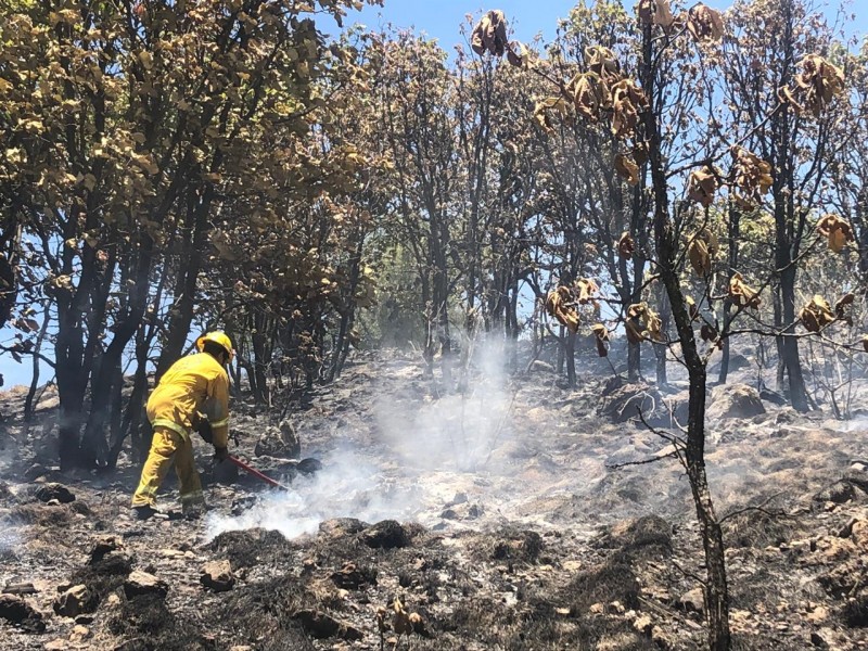 Incendios dañan La Primavera en una semana