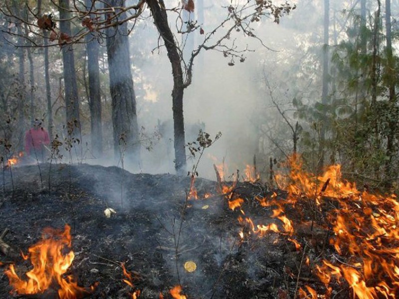 Incendios forestales afectan 44 mil hectáreas en Oaxaca