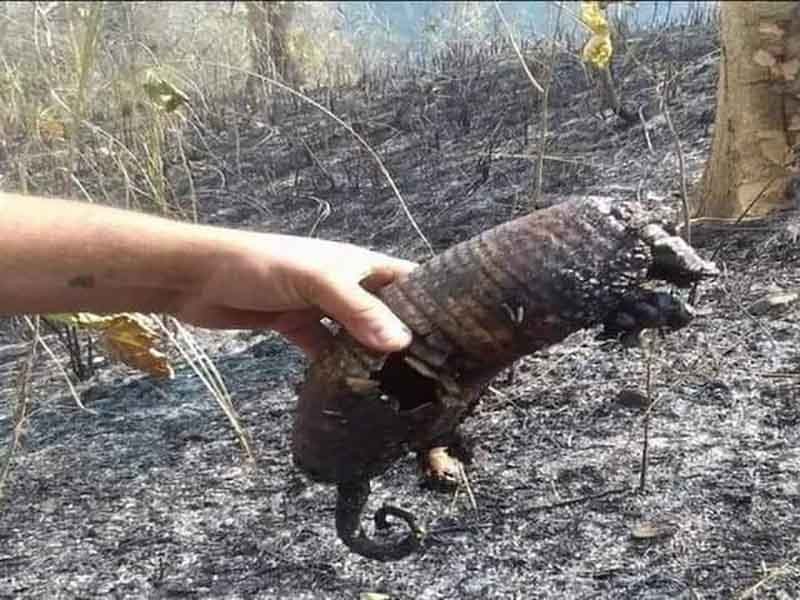 Incendios forestales atentan contra la fauna en Chiapas