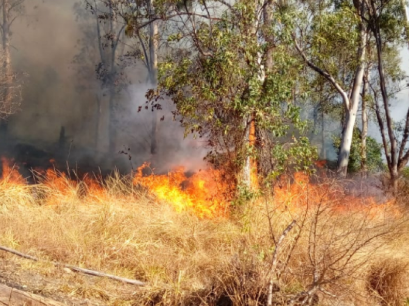 Incendios forestales devoraron 36 mil hectáreas en Nayarit durante 2020-2021