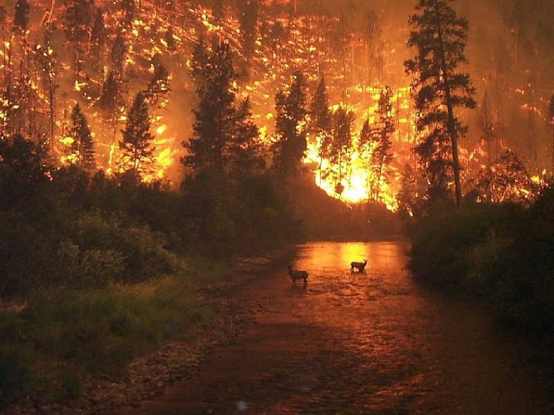 Incendios forestales en Durango
