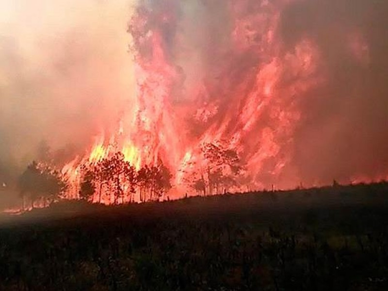 Incendios forestales en Veracruz han dañado más de mil hectáreas