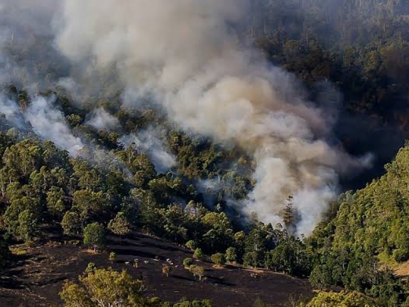 Incendios forestales han acabado con 163 hectáreas de bosque