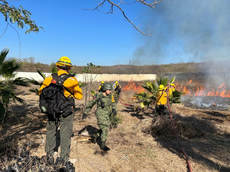 Incendios forestales han afectado 1074 hectáreas; van 51 en Colima