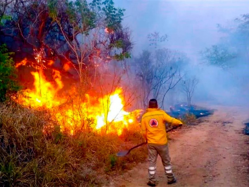 Incendios forestales han terminado con 47 mil hectáreas de bosque