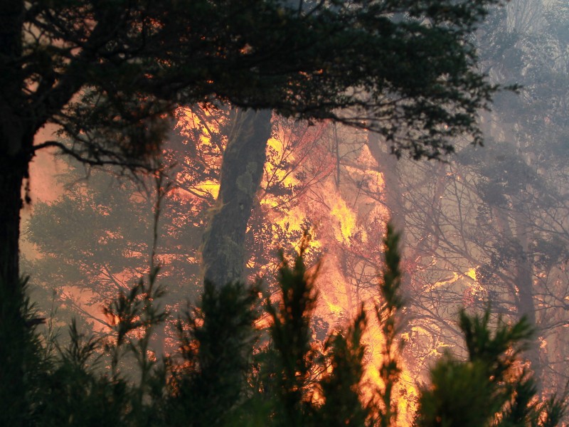 Incendios provocados por ola de calor afectan Argentina