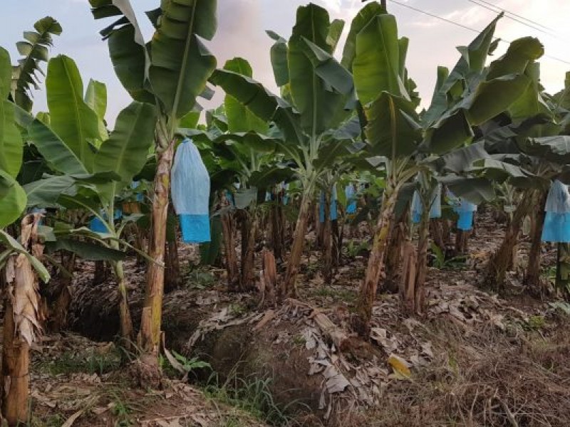Incentivan producción de plátano en el Soconusco