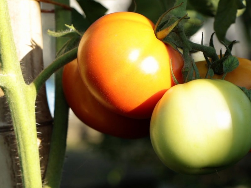 Incertidumbre domina el panorama agrícola del jitomate sinaloense