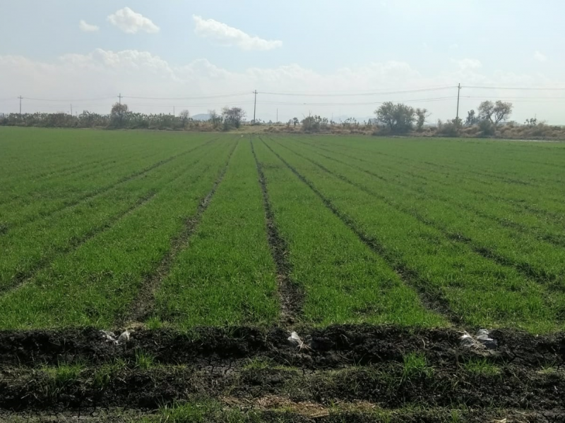 Incertidumbre en el agro guanajuatense