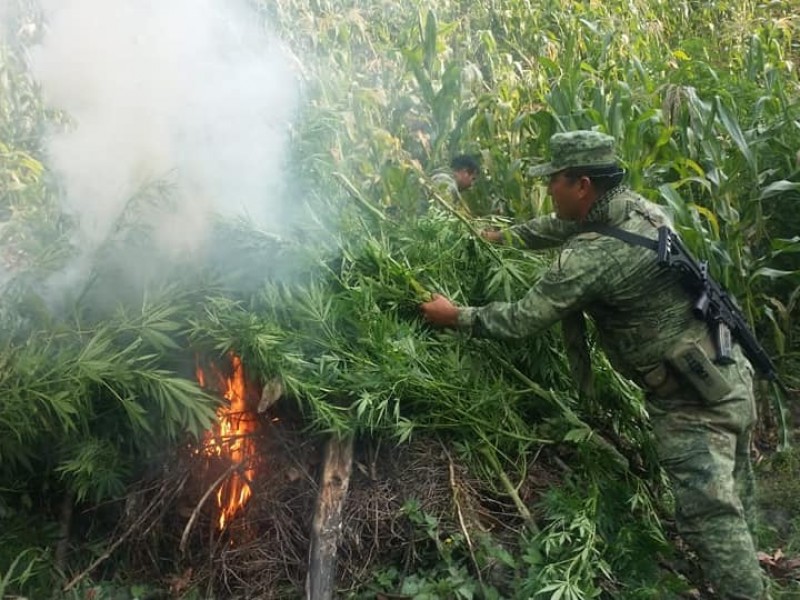 Incinera SEDENA plantios de mariguana en Rincón Chamula