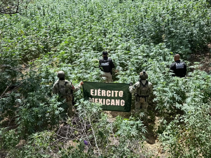 Incineran cultivo ilegal de marihuana en operativo conjunto