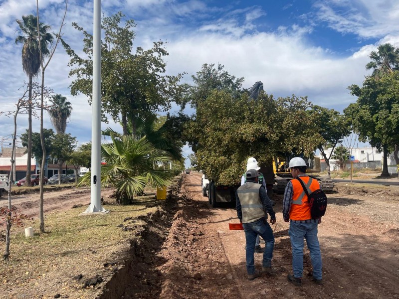 Inconforma a ciudadanos retiro de árboles del López Mateos