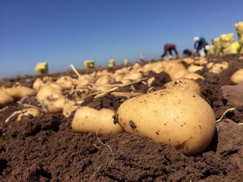 Incosteable producción de papa por falta de apoyos gubernamentales