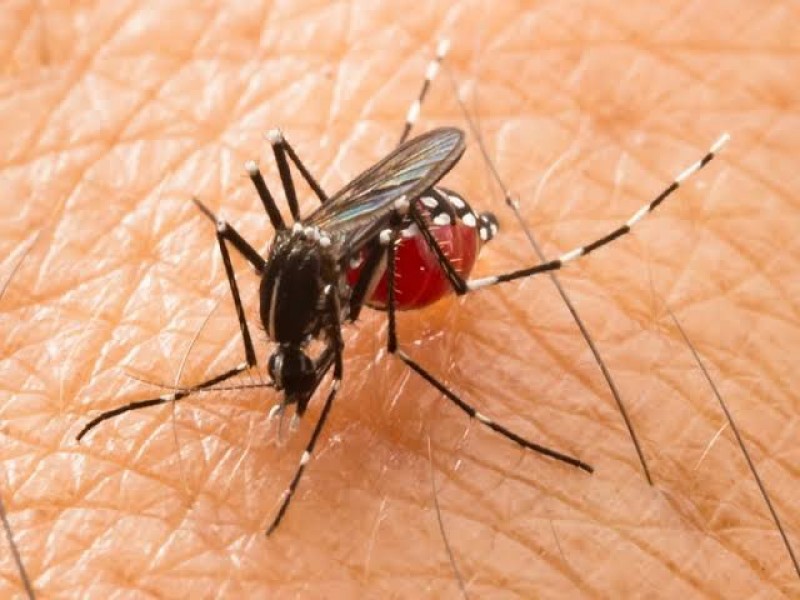 Incrementa 75% los casos de dengue en Nayarit