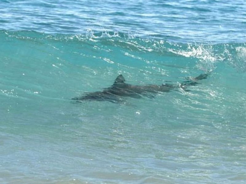 Incrementa avistamiento de tiburones en Sonora, piden abrir su captura