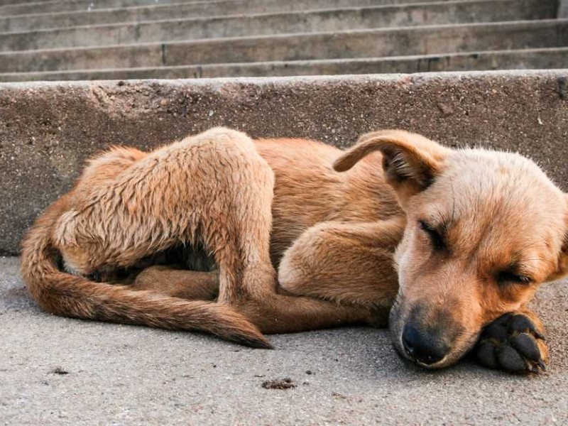 Incrementa el abandono de mascotas en Tepic