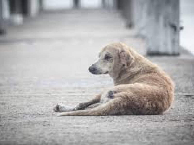 Incrementa el abandono de perros en colonias de Tehuacán