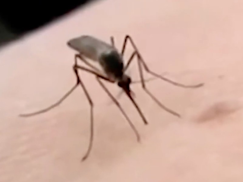 Incrementa el dengue en San Luis Río Colorado