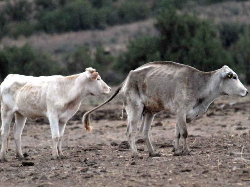 Incrementa el robo de ganado en el Valle del Yaqui