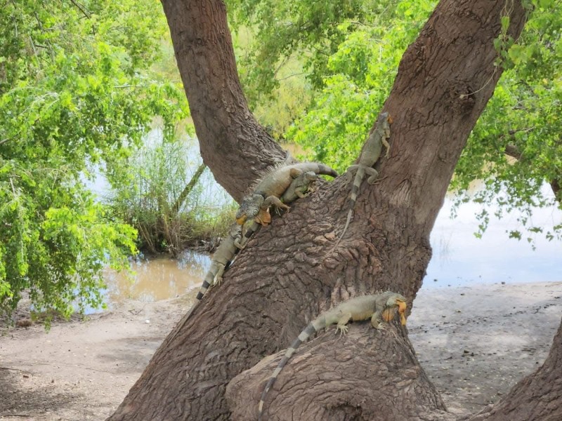 Incrementa en Guasave la caza ilegal de iguanas verdes; Ecología actúa Incrementa en Guasave la caza ilegal de iguanas verdes; Ecología actúa