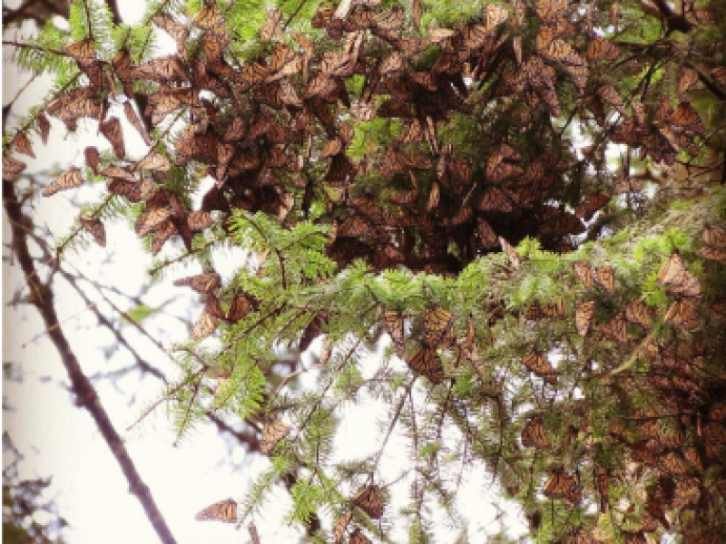 Incrementa expectativa por arribo de Mariposa Monarca