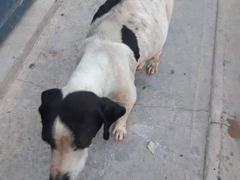 Incrementa hasta 60% el abandono de perros en Veracruz