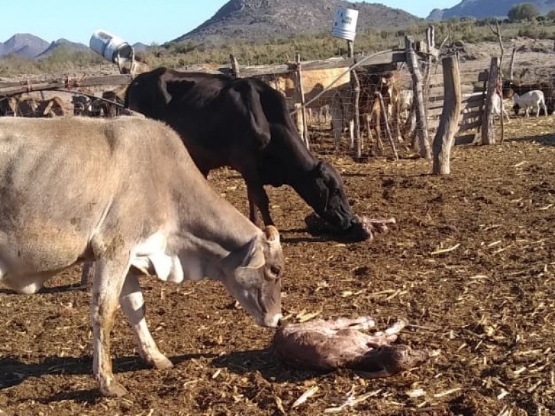 Se dispara un 15 % muerte de ganado por sequía