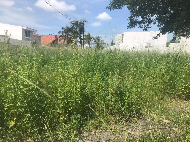 Incrementa la maleza en lotes baldíos de Costa de Oro