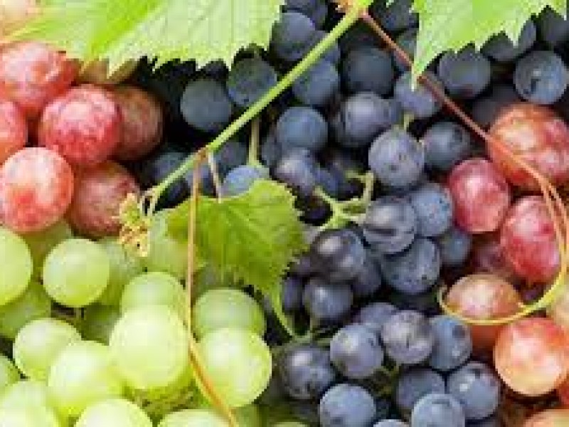 Incrementa le precio de la uva y poblanos continúan comprándola